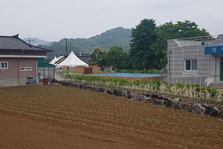 서리태 심기